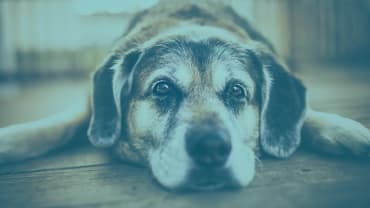 Payment notices and pampered pups